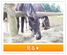 見る