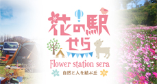 世羅ゆり園