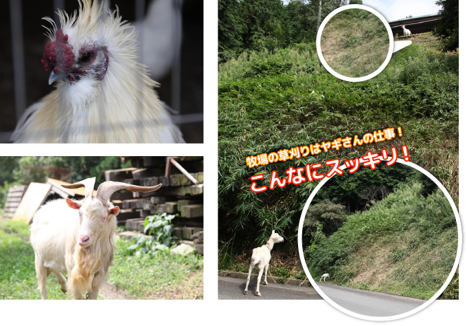 その他の動物